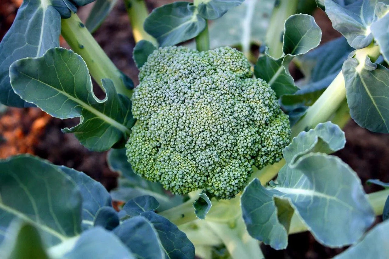 Organic Calabrese Broccoli Seeds - Non-GMO, Pesticide-Free, 50 Pack, Brassica oleracea var. italica, Home Garden, Easy to Grow