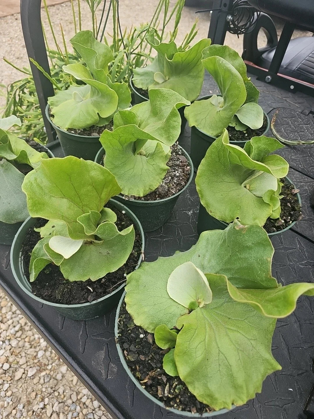 Staghorn Fern Plant - 4-6 Inch Live Green Houseplant - Platycerium Elephantotis Epiphytic Fern Shipped Without Pot
