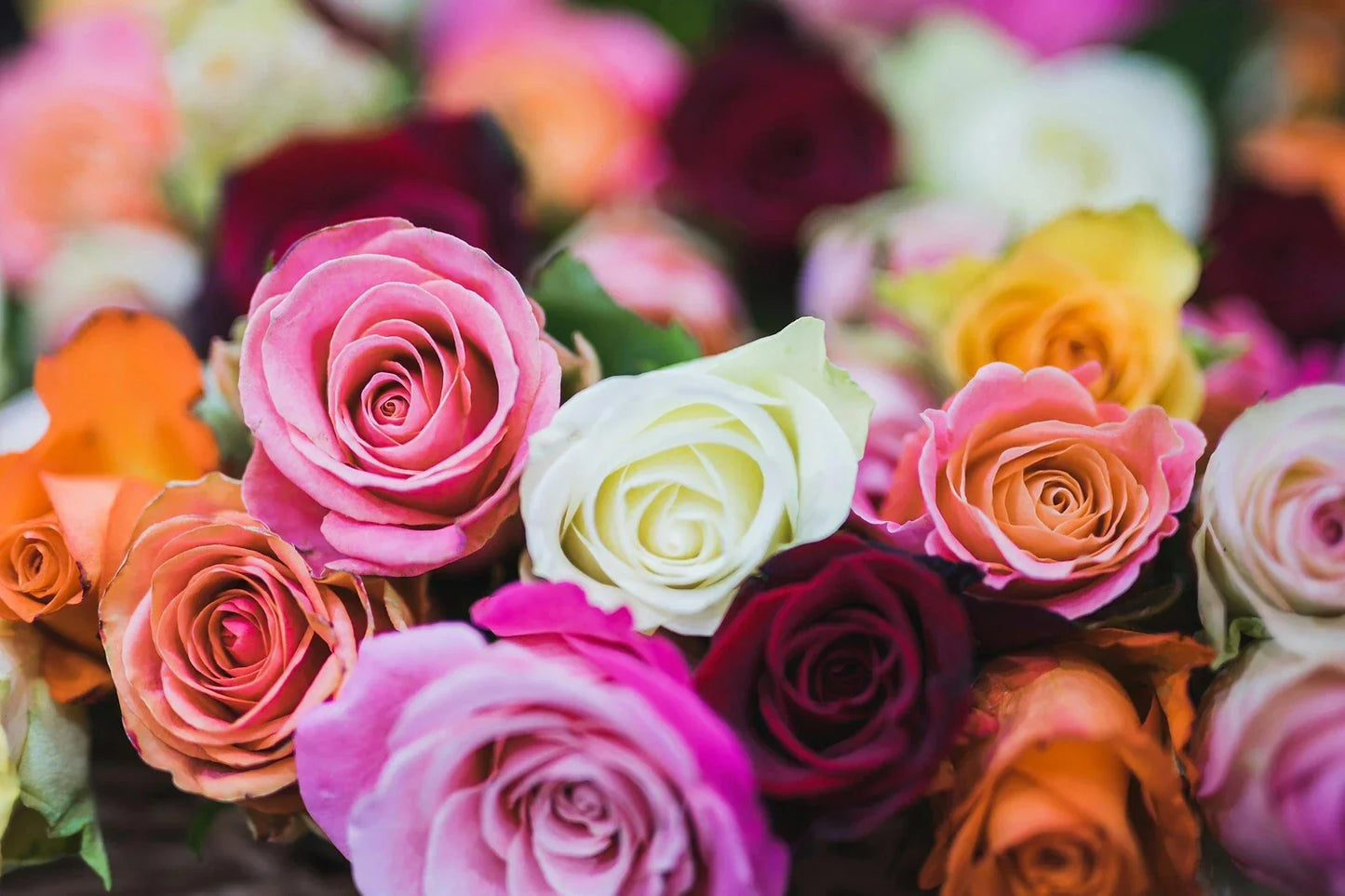 Mix Rose Seeds | Perennial Rosa Variety | 5 Rare Flowering Seeds