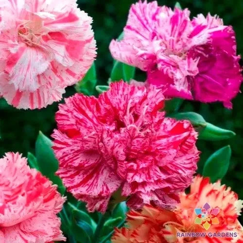 Picotee Mix Carnation Seeds - 200+ Dianthus caryophyllus for Garden & Container Planting