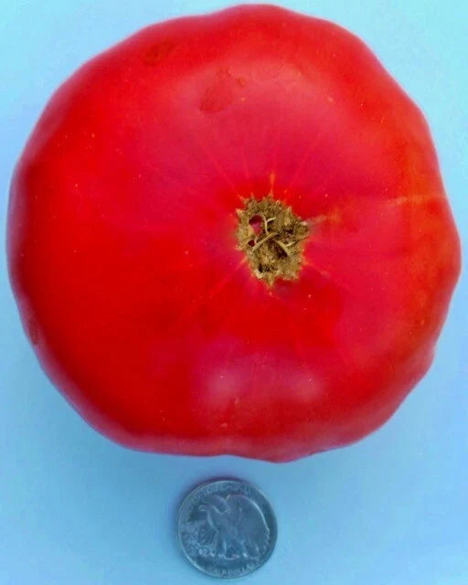 Mortgage Lifter Tomato Seeds - Heirloom Solanum lycopersicum - 25 Fresh Seeds for Home Garden & Canning