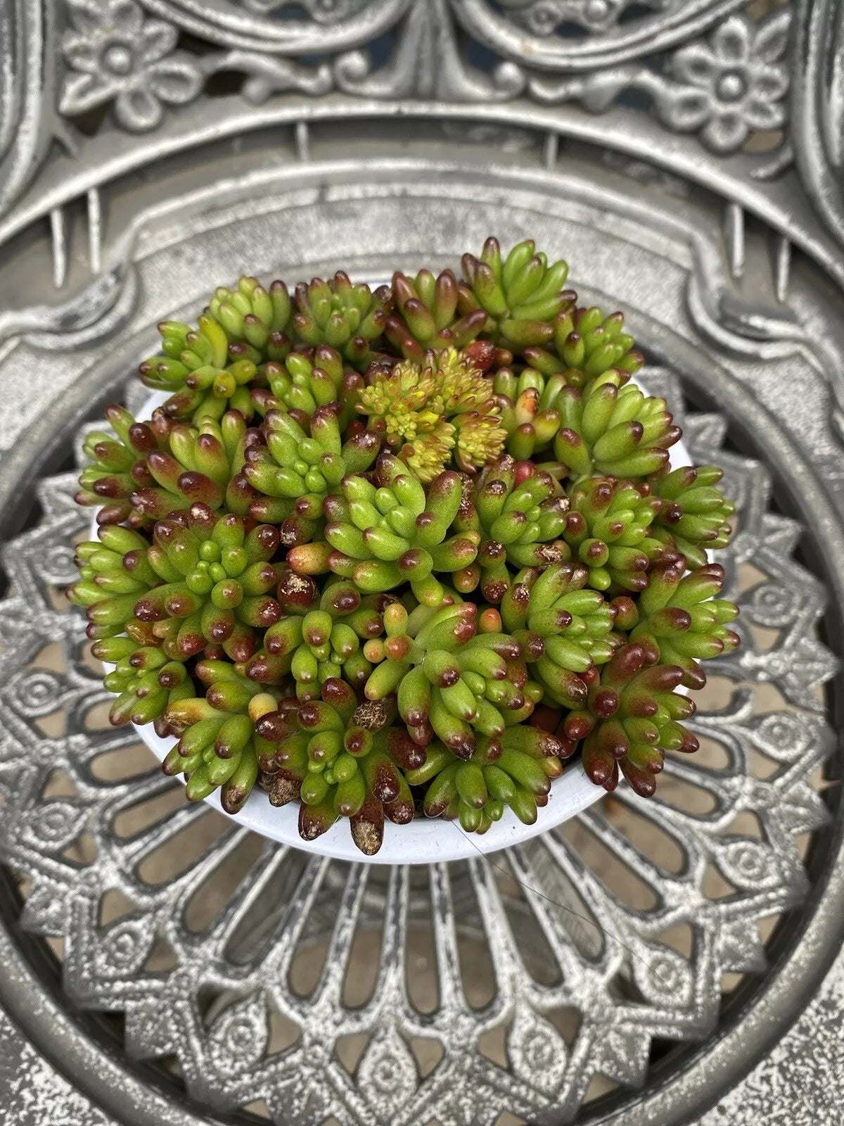 Succulent Cuttings - 8 Red Green Jelly Bean - Sedum Rubrotinctum Unrooted Propagation