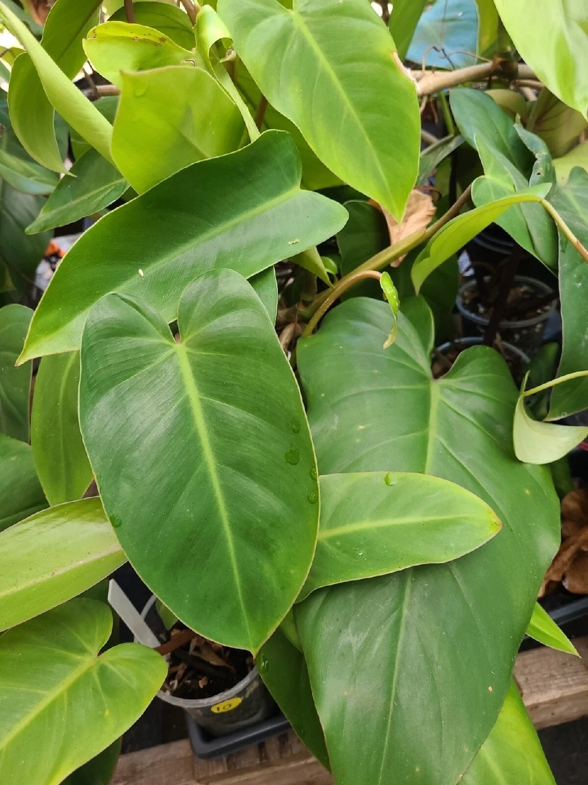 Philodendron Green Emerald Cutting - 7-10 Inches Tall, Heart-Shaped Glossy Leaves, Philodendron hederaceum, Indoor Houseplant