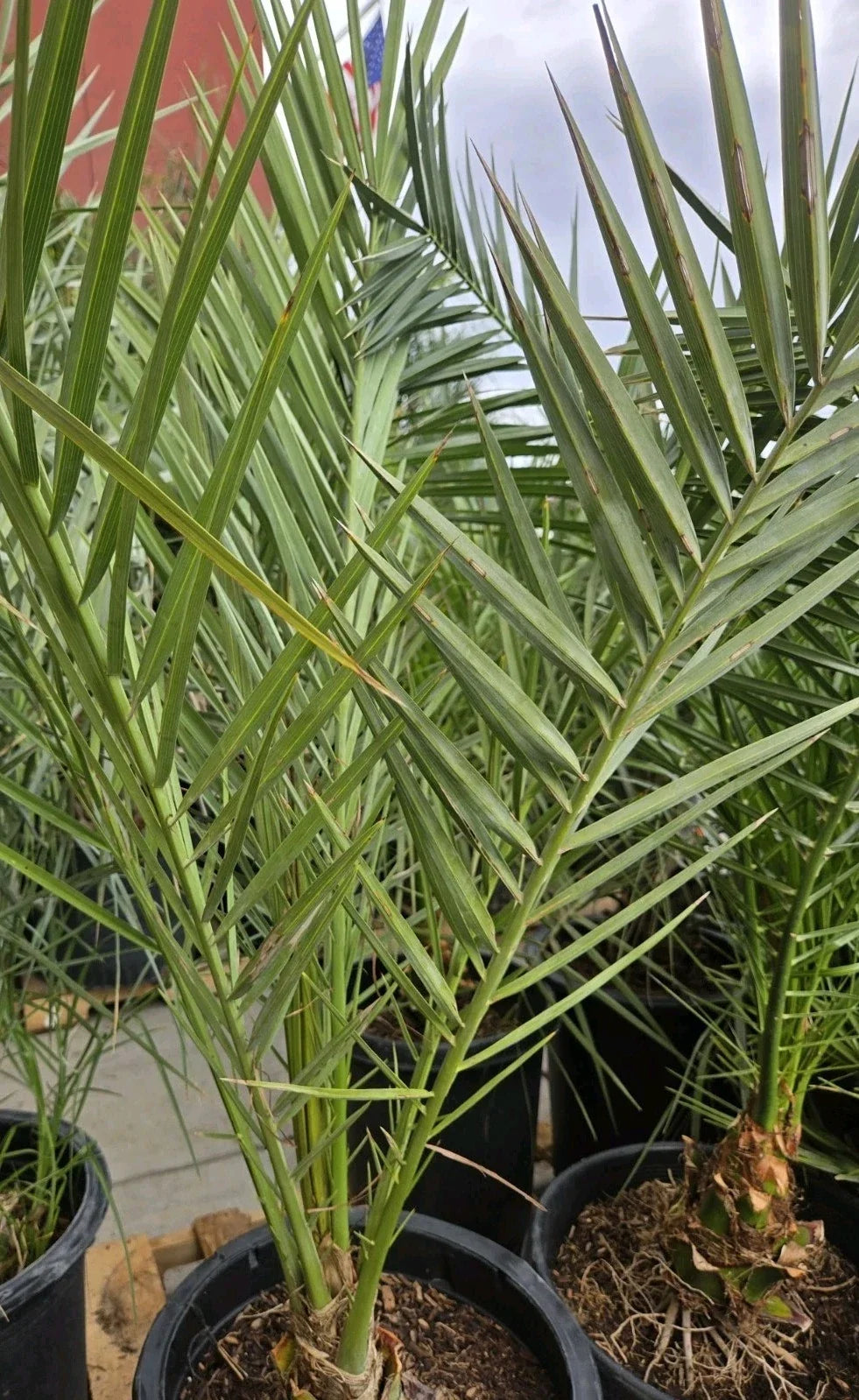 Medjool Date Palm Tree 7-Gallon Pot Phoenix Dactylifera Indoor Outdoor Plant, Drought Tolerant, Tropical Landscape