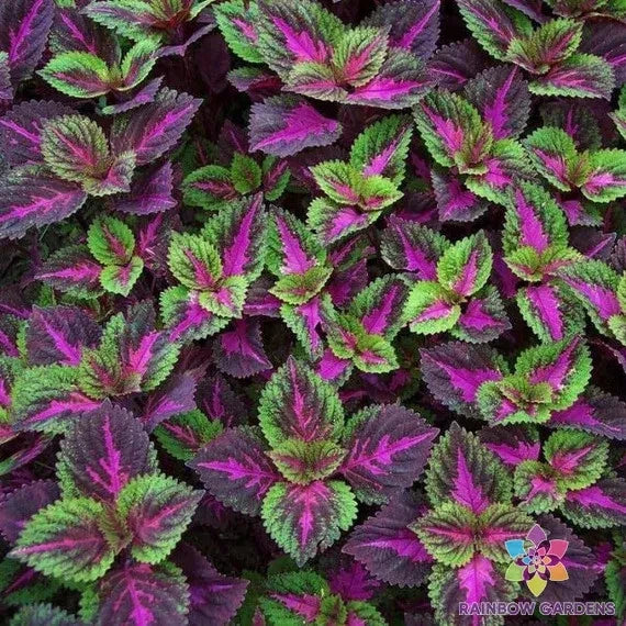 Coleus Seeds Pack - Purple Green Foliage - Plectranthus scutellarioides Annual Plant for Garden, Borders, Containers