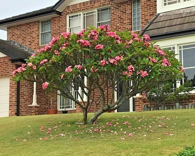 Mexican Red Plumeria Seeds (P. rubra) - Tropical Frangipani Flower for Garden and Landscape