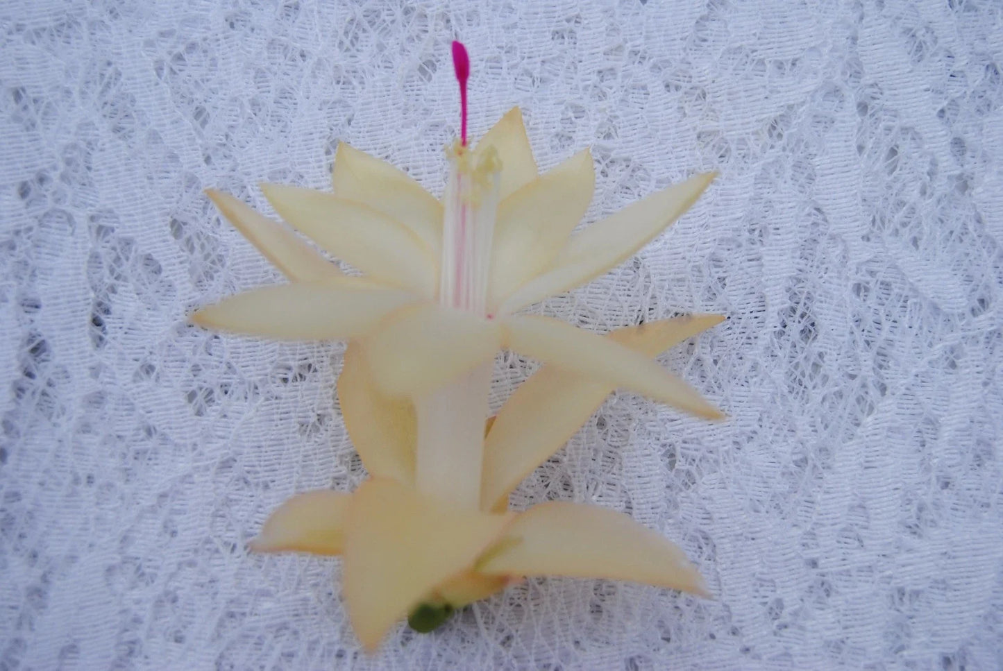 Christmas Cactus Starter Plant - Comet Schlumbergera Truncata - Indoor Succulent for Holiday Decor