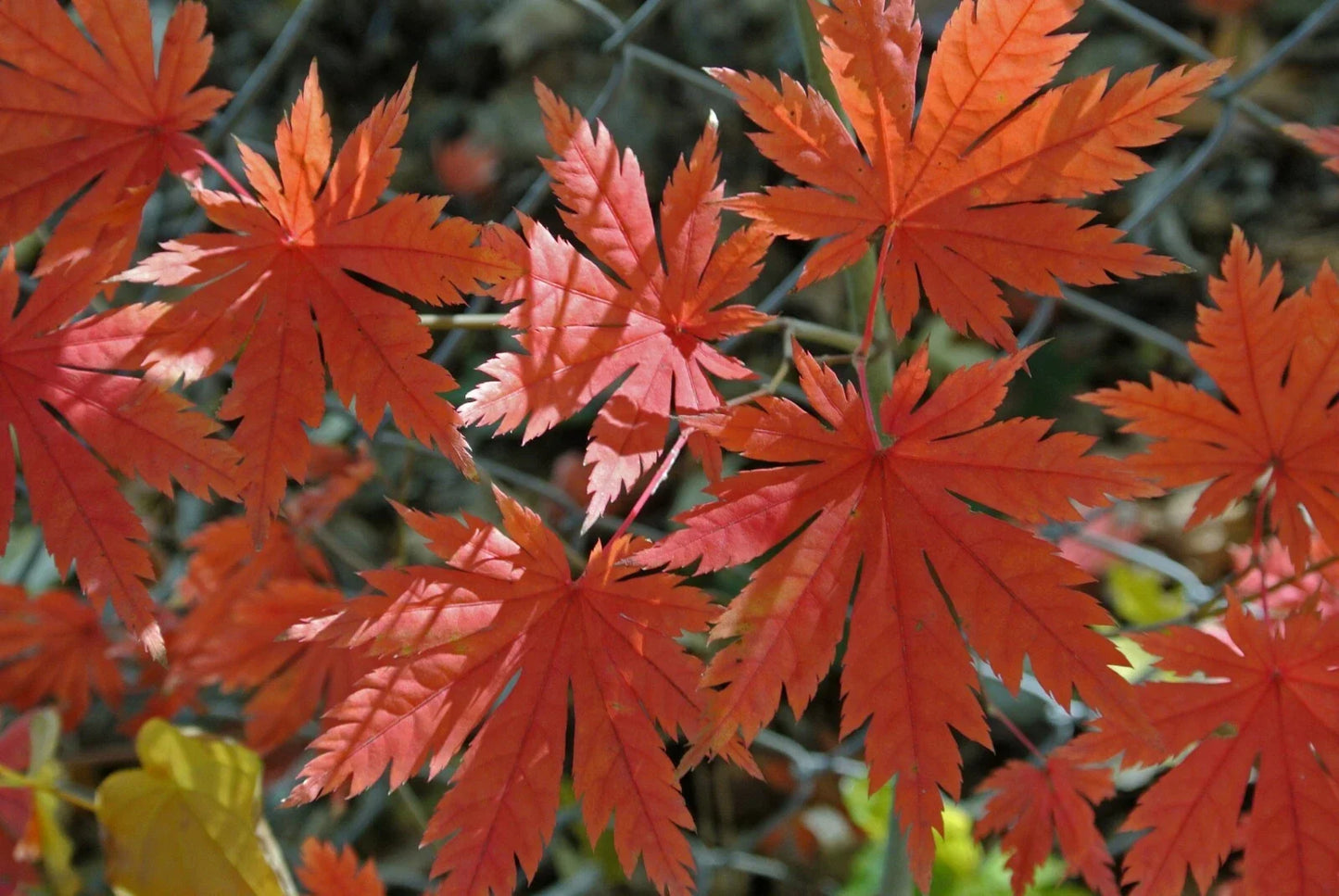 Korean Maple Seeds - Acer pseudo-sieboldianum - 25 Pack - Ornamental Tree Seeds for Landscaping and Garden Decor