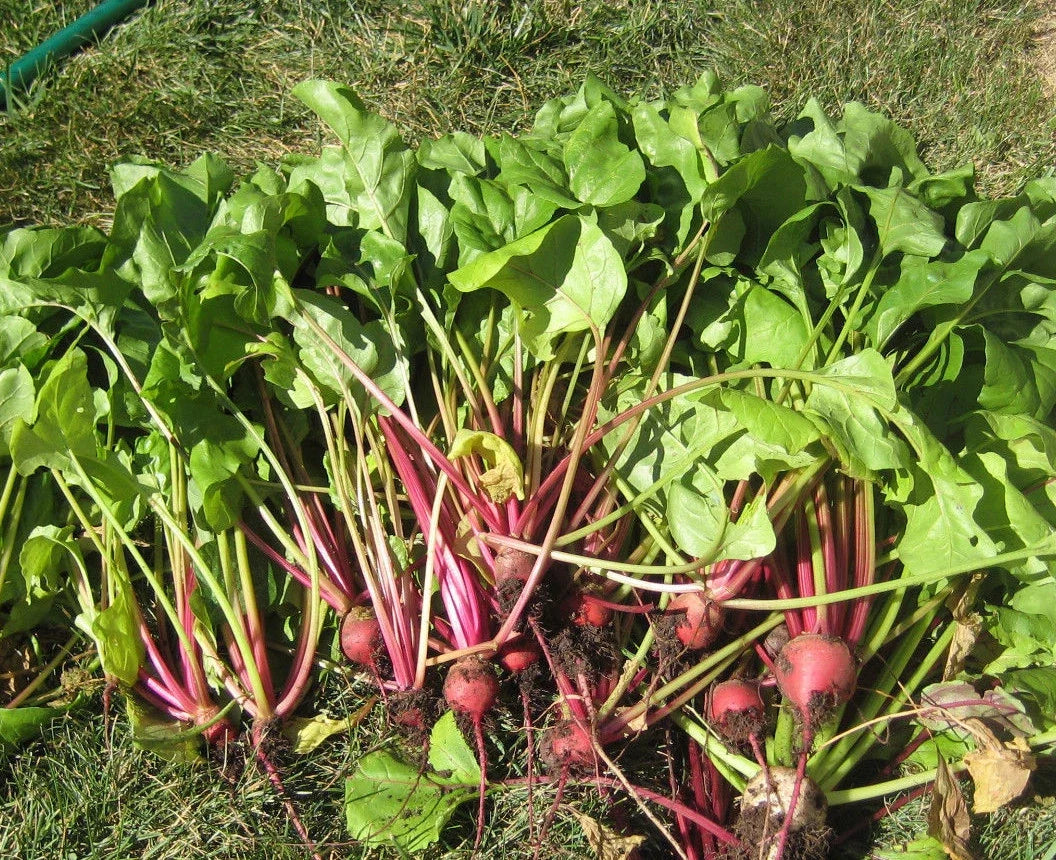 Early Wonder Tall Top Beet Seeds - 50 Count for Juicing & Greens - Beta vulgaris - Non-GMO, Easy to Grow, Bountiful Harvest