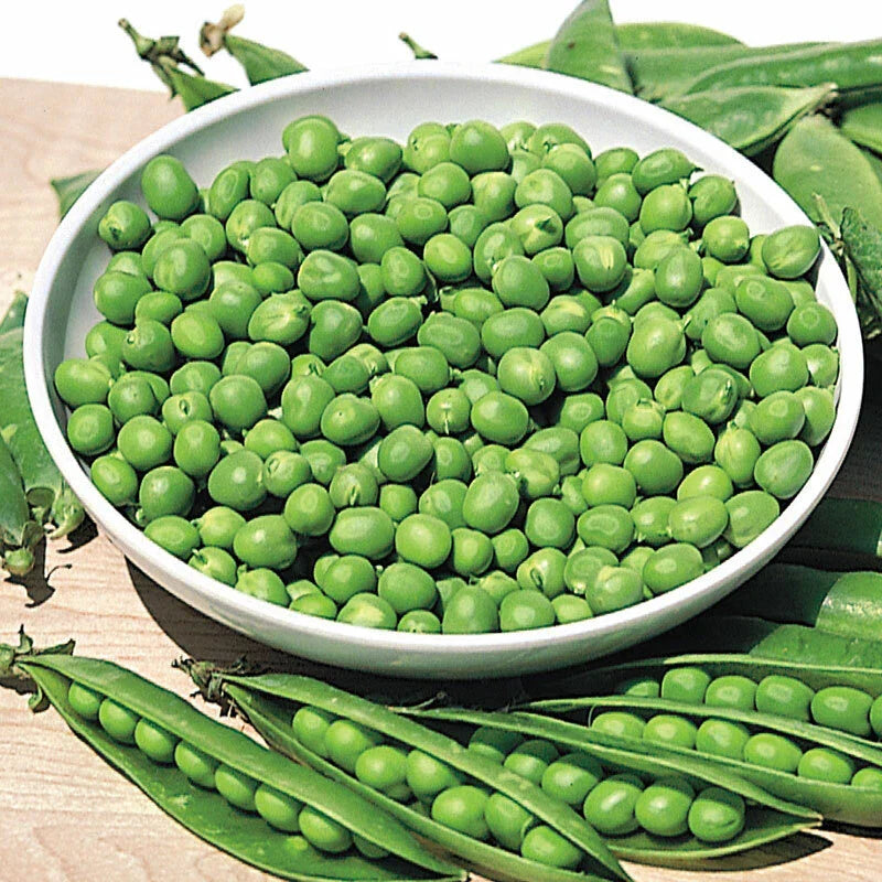 Pea Seeds Little Marvel Green Garden Bush - 100 Non-GMO Heirloom Seeds for Home Gardening