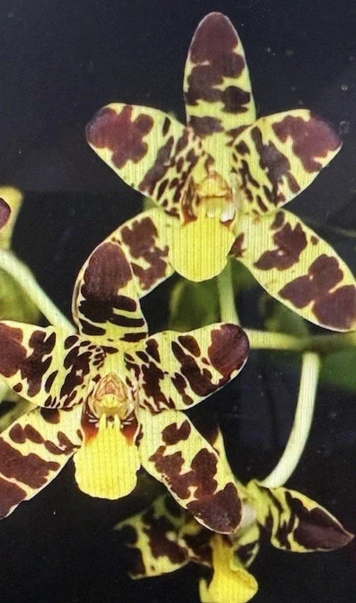 Bare Root Orchid Plant - Anaselia Africana Rooted Stem for Indoor Gardening, Air Purification, Easy Care