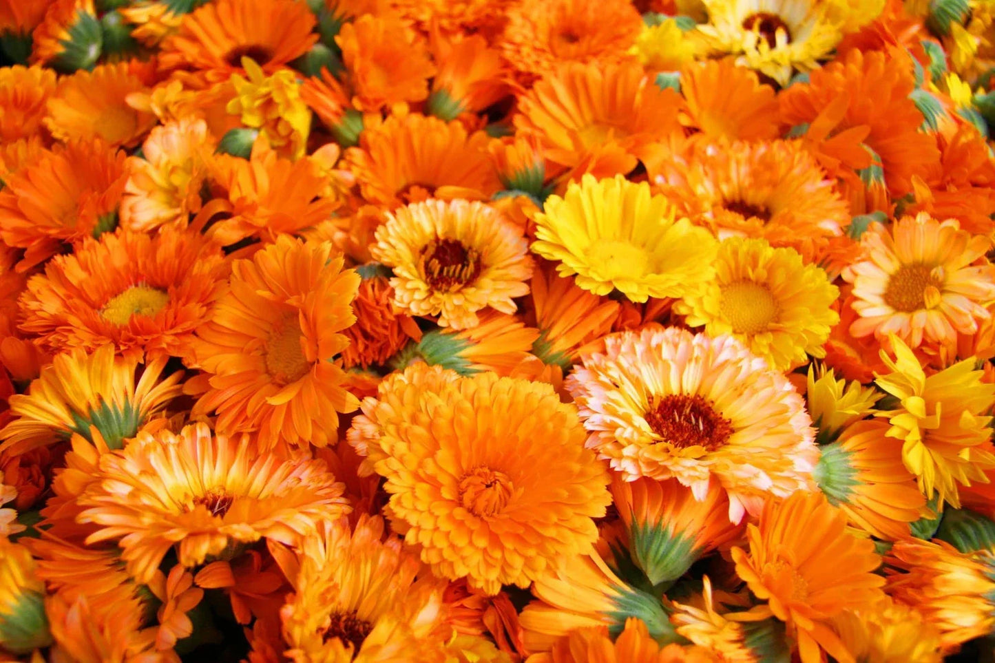 Calendula Seeds 250+ - Pacific Beauty Mix - Organic Calendula officinalis Garden Seeds
