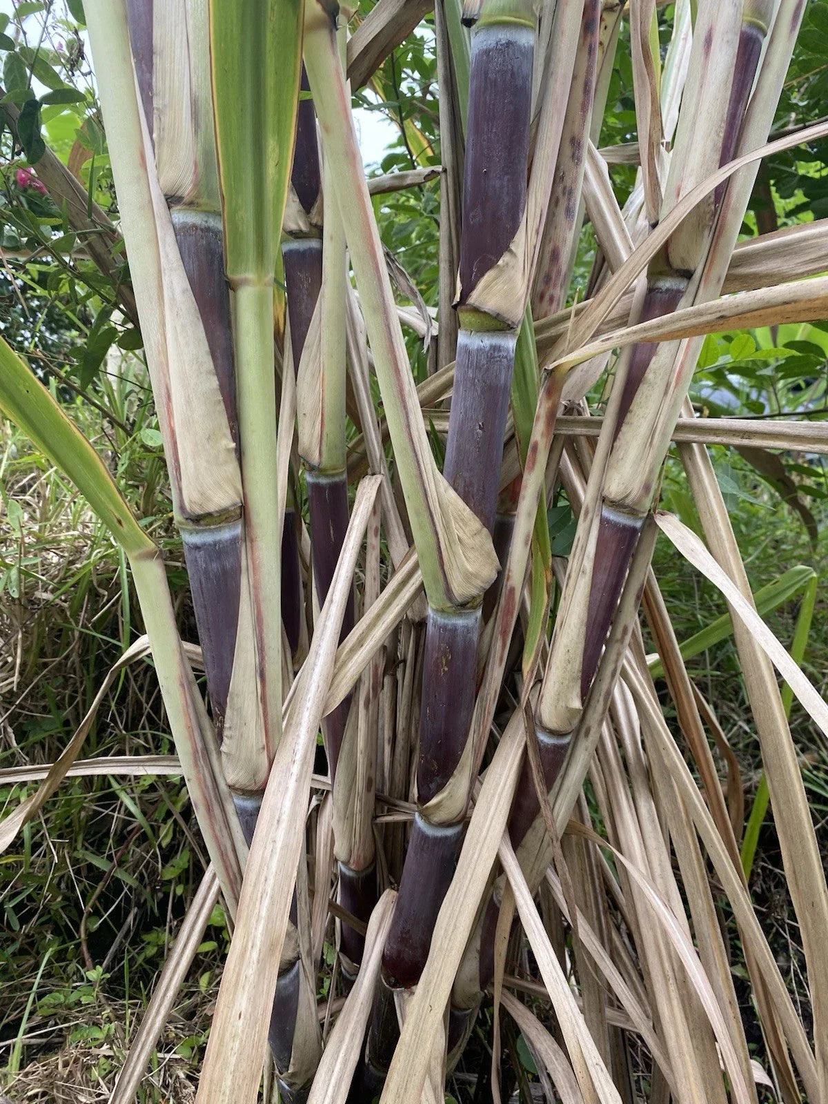 Organically Grown Sugar Cane Cuttings – 3 Large Saccharum officinarum Plant Pieces for Garden or Farm