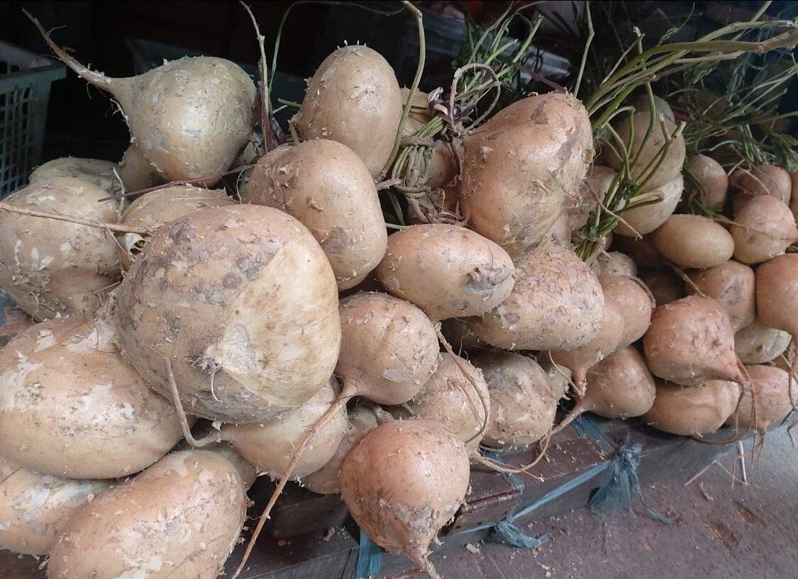 Singkamas Seeds 300+ Pachyrhizus erosus Edible Root Vegetable for Planting, Mexican Yam Bean Seeds