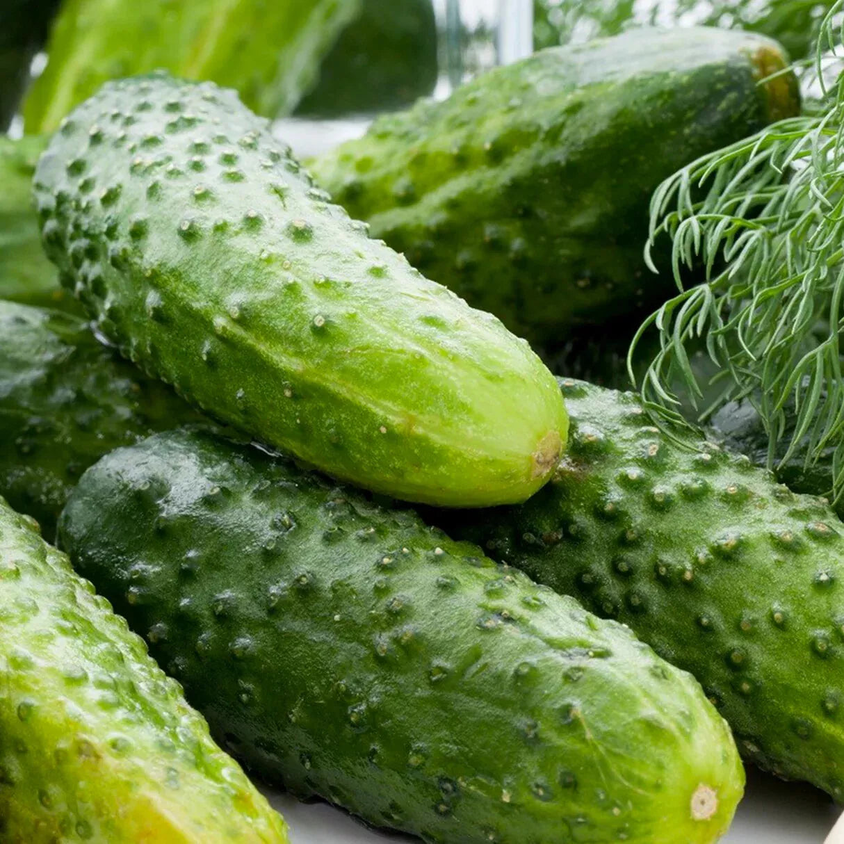 Boston Pickling Cucumber Seeds - Green Prolific Gherkin, Non-GMO, Organic Heirloom, Compact Vining, Perfect for Pickling & Fresh Eating