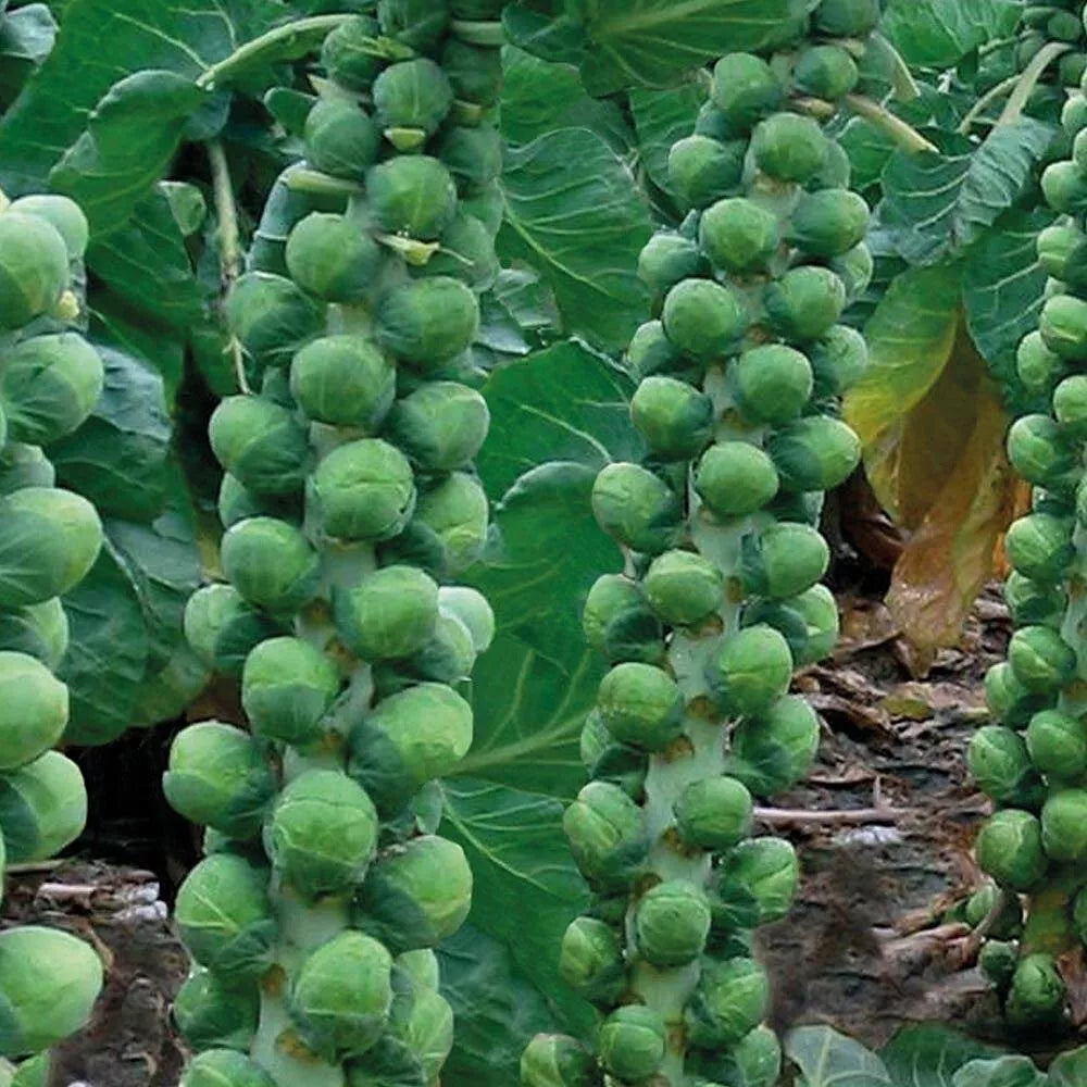 Brussels Sprouts Seeds - Non-GMO Heirloom Brassica oleracea for Home Garden