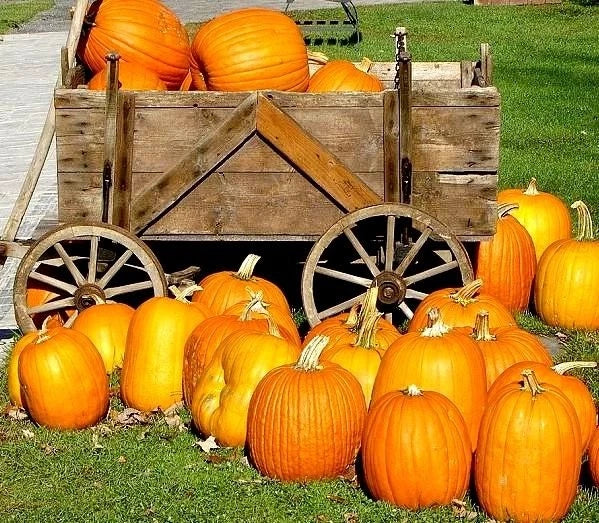 Large Jack O'Lantern Pumpkin Seeds - Heirloom Carving Pumpkins - 25-40 lbs - Cucurbita pepo - Pack of 10