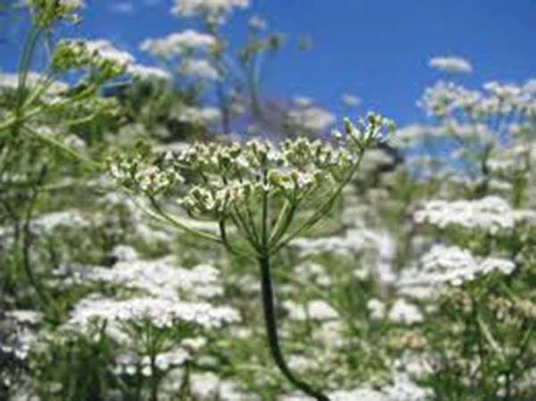 Cumin Seed Herb Pack of 25+ Non-GMO Heirloom Cuminum cyminum for Culinary Gardening