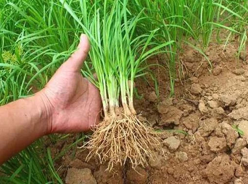 Fresh Garlic Chinese Chives Bare Roots - Allium tuberosum Herb for Culinary Use, Perennial, 30 Live Plants