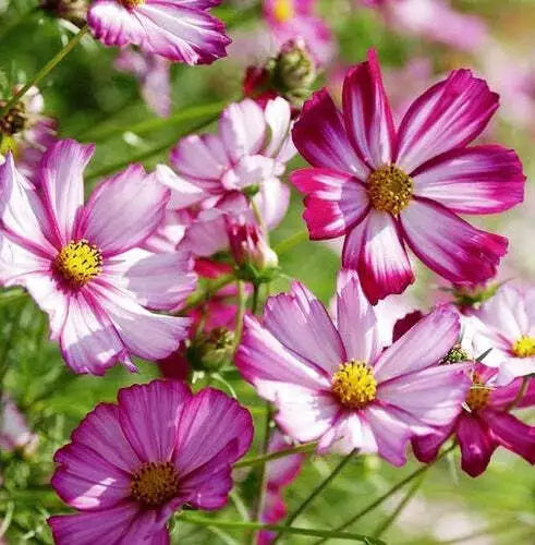 Cosmos Bipinnatus Seeds - Radiance Variety, Cut Flower, 100 Pack, Bright Blooms, Pollinator Attractant, Easy to Grow