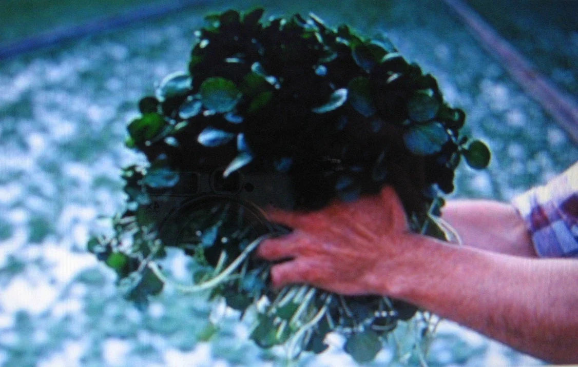 Watercress Seeds - 100 Pack - Nasturtium officinale - Aquatic Herb for Salads & Garnishes