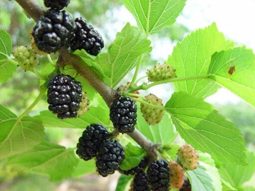 Mulberry Cuttings 10 Pack Unrooted 6"-8" Red & Black Morus spp. Grafting & Rooting Plant for Garden, Hardy Zones 4-8