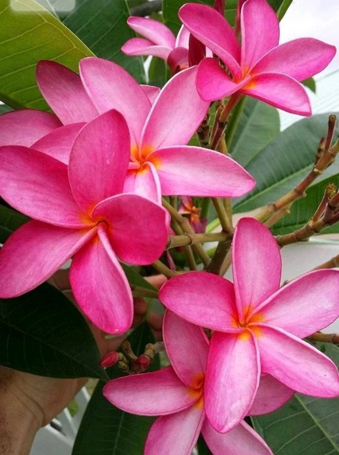 Bright Pink Plumeria Cutting - Hawaiian Fusha - Tropical Flowering Plant - Plumeria rubra
