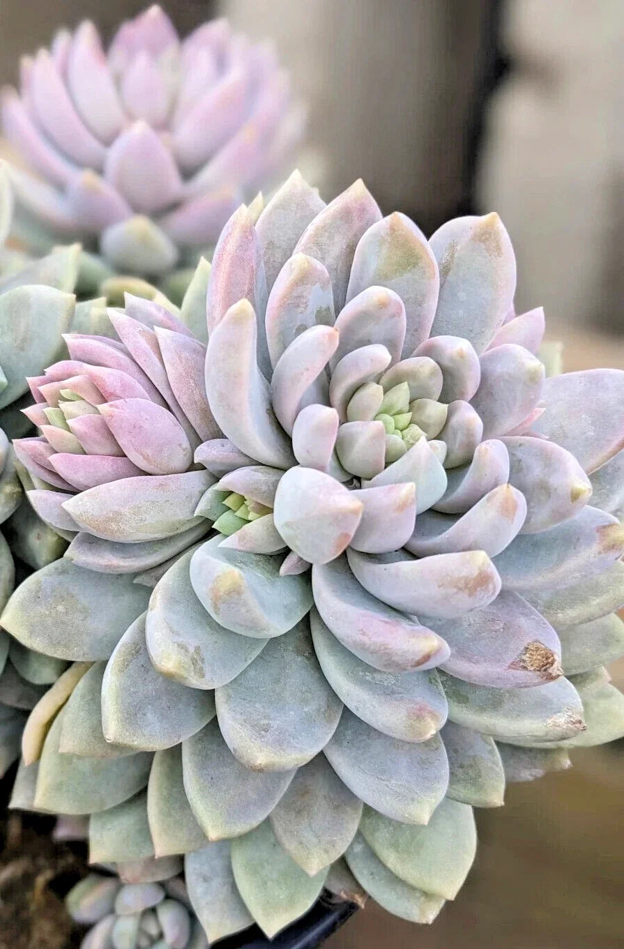 Rare Succulent Plant - 2" Rooted Sedeveria 'Lilac Mist' Hybrid for Indoor Gardens & Collectors