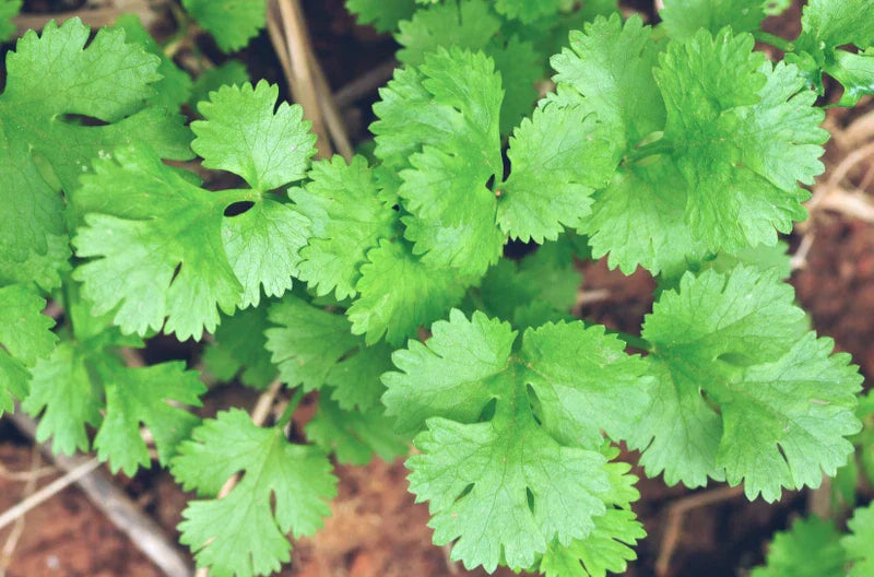 Cilantro Slow Bolt Seeds 50+ | Coriandrum sativum Culinary Herb for Garden Planting