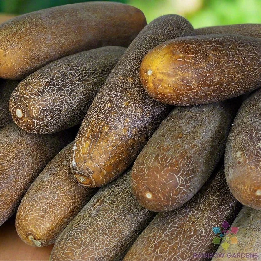 Brown Russian Cucumber Seeds – Organic, Non-GMO, Vining Cucumis sativus for Home Garden & Container Planting, 25 Seeds