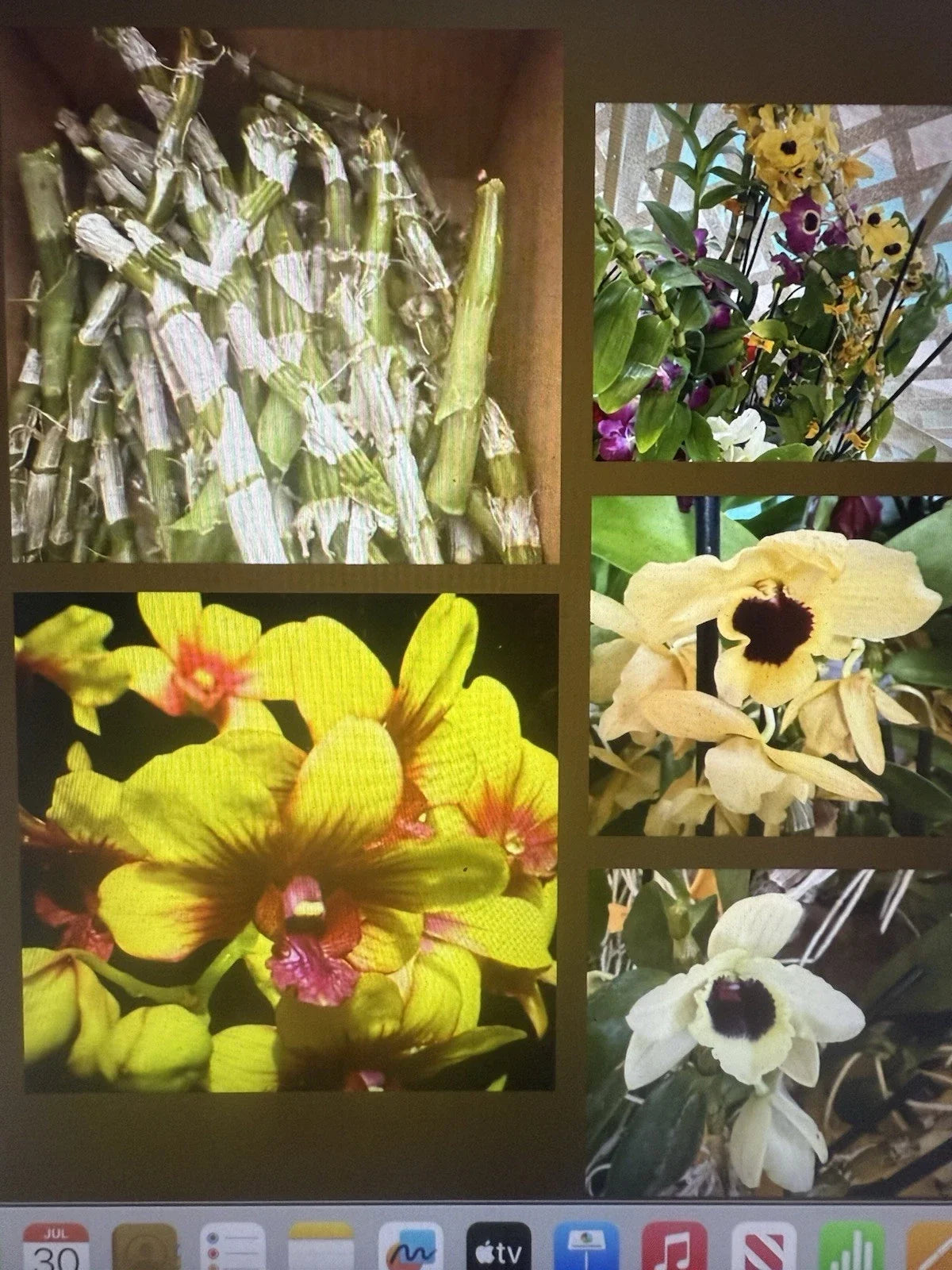 Dendrobium Orchid Stems for Propagation – 100 No Roots – Gardening & Plant Enthusiasts – Orchid Plant Cuttings