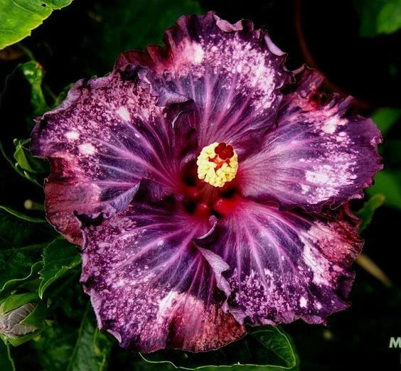Dark Purple Pink Hibiscus Seeds - Perennial Flower Seeds for Vibrant Blooms, Hibiscus rosa-sinensis, 20 Seeds
