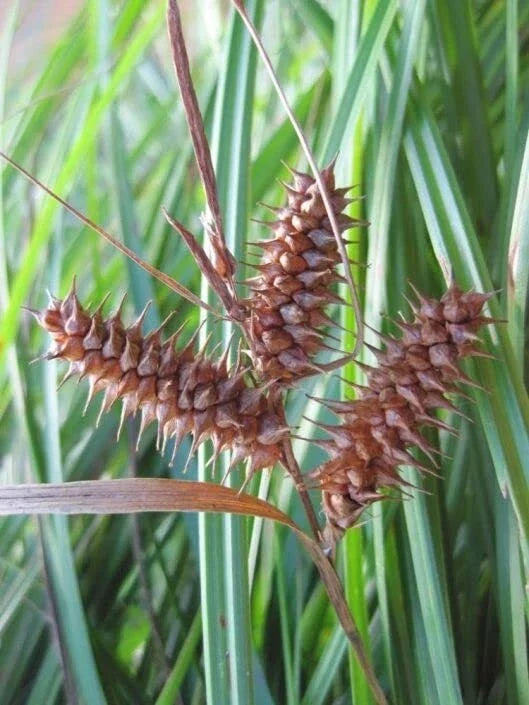 Deflexed Bottle Brush Sedge Seeds - Carex retrorsa - Native Wetland Plant for Erosion Control & Landscaping