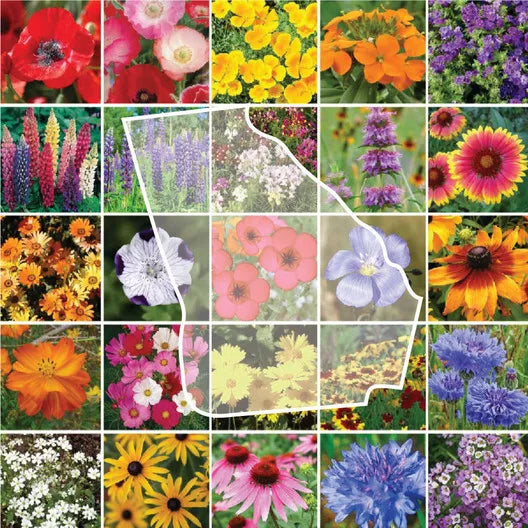 Wildflower Mix Seeds 1000 Count Georgia Region - 25 Native Perennial Flower Species Non-GMO