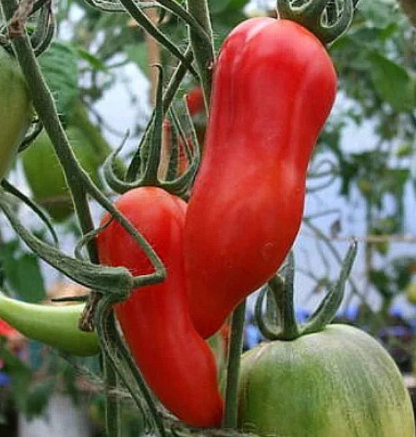 Heirloom Jersey Devil Paste Tomato Seeds - Non-GMO - 30 Count