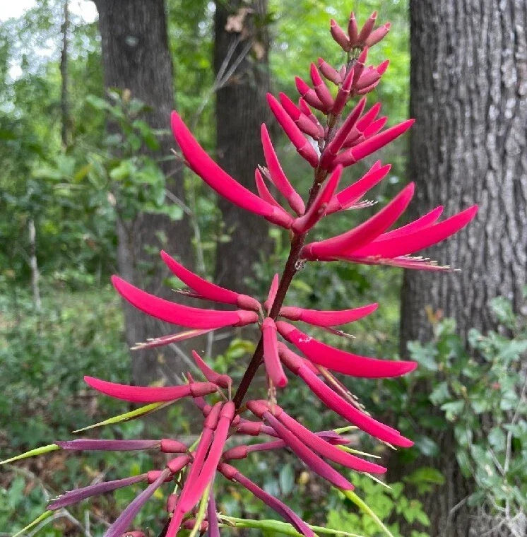 Coral Bean Tree Seeds 10 Pack - Erythrina herbacea - Florida Native with Red/Pink Flowers for USDA Zones 7-10