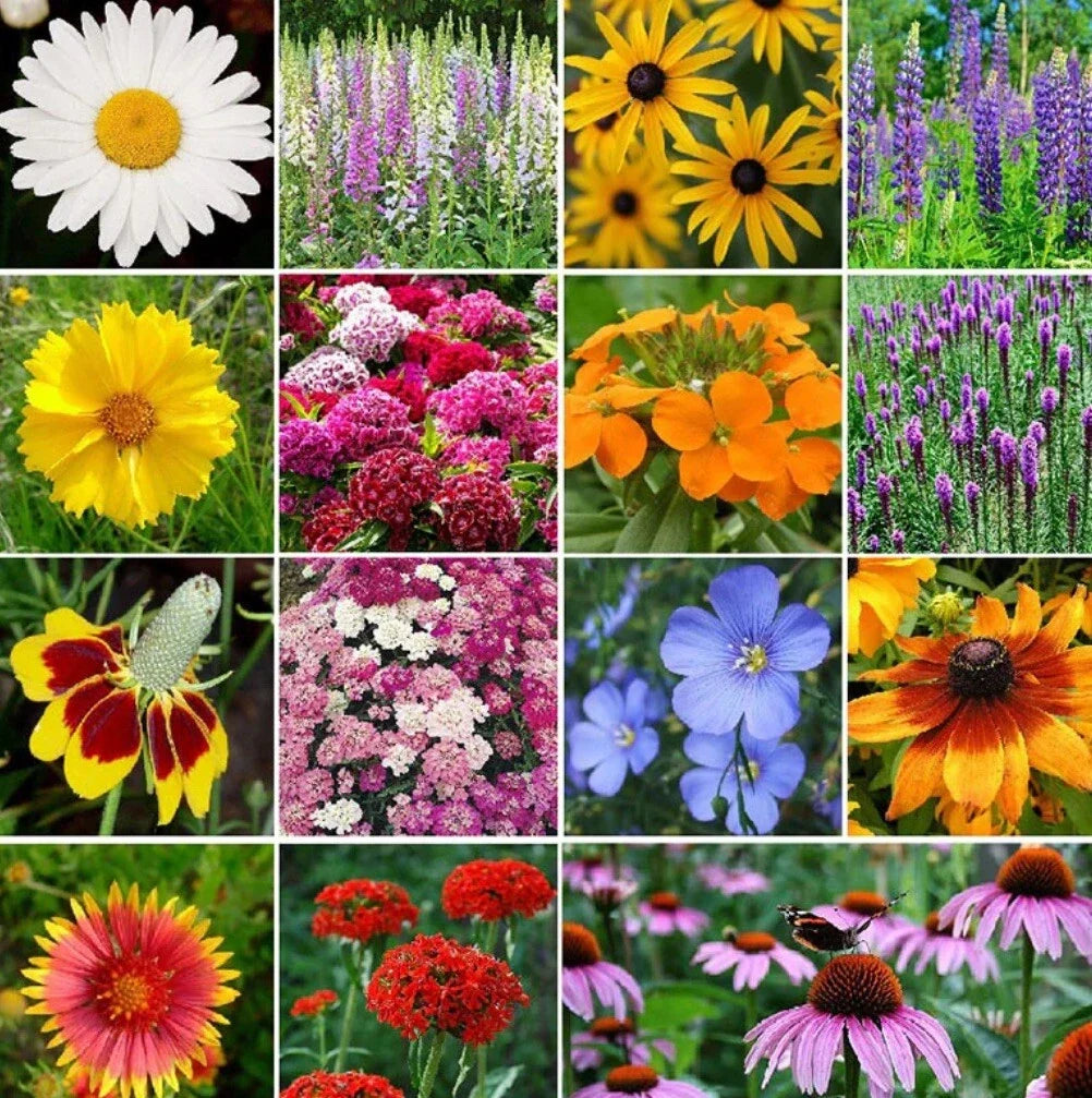 Perennial Wildflower Seed Mix 1.8g - 19 Native Flower Varieties for Garden, Meadow & Naturalized Areas