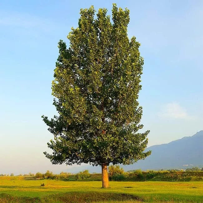Hybrid Poplar Trees (4 Pack) - Fast Growing Privacy & Shade Trees