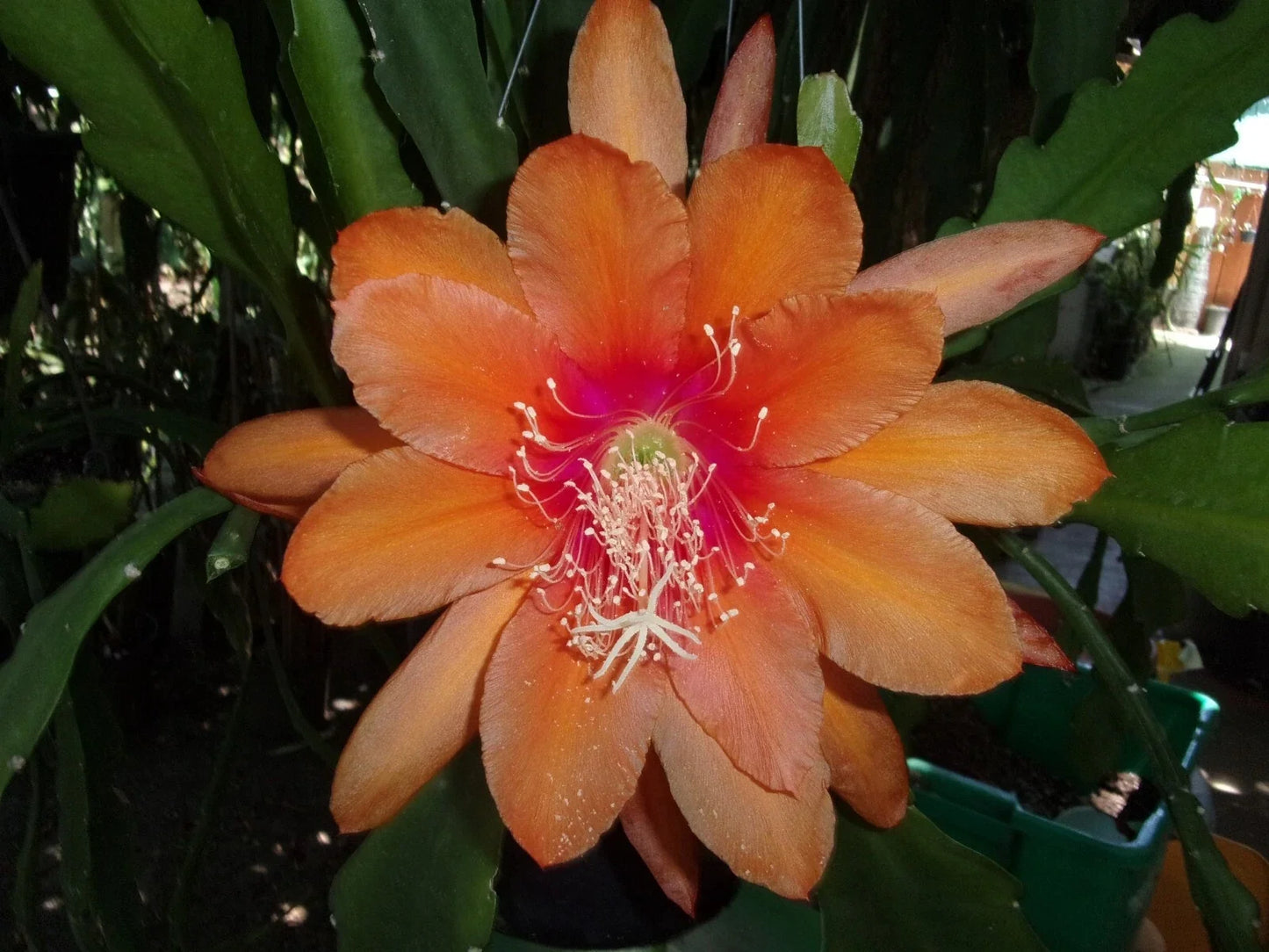 Epiphyllum Orchid Cactus Cutting - "Just Beautiful" Variety, Tropical Indoor Houseplant, Easy Care, Blooming Cactus, Epiphyllum spp.
