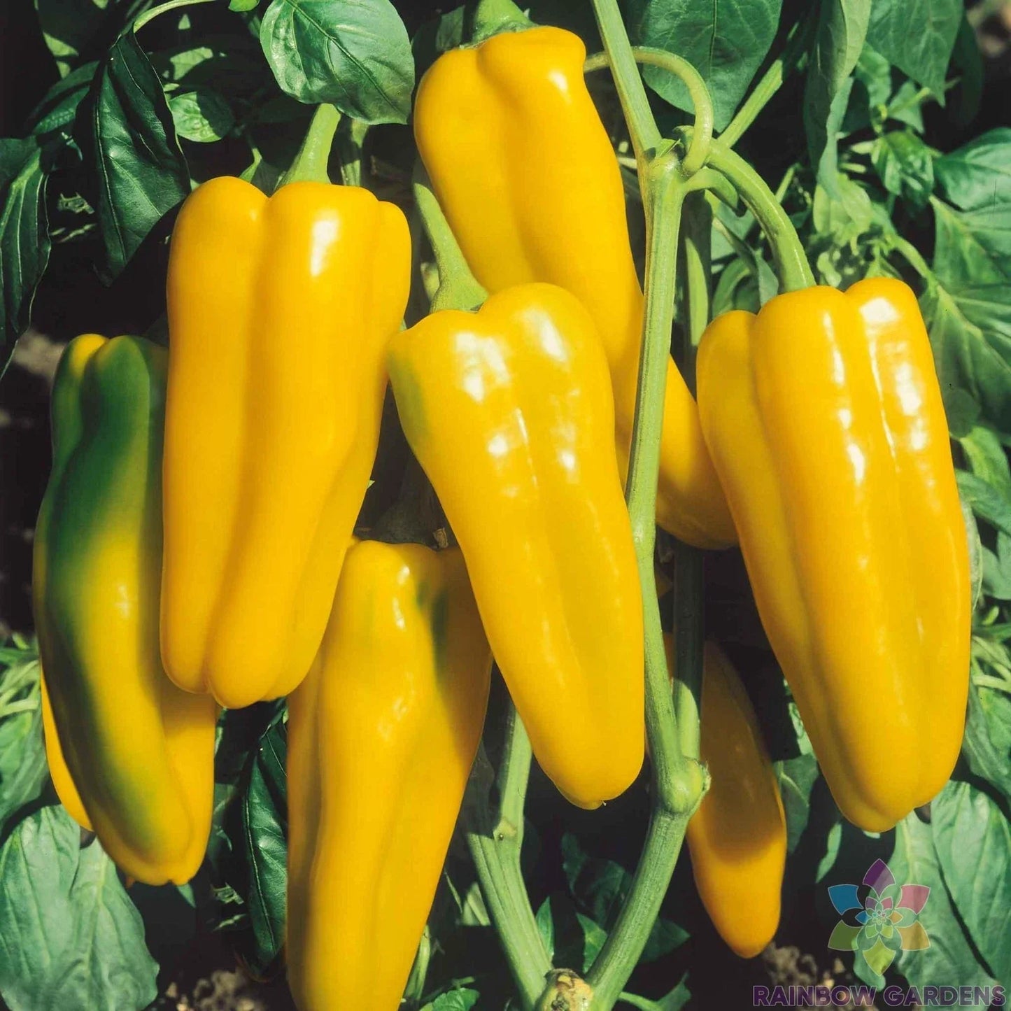 Golden Marconi Sweet Pepper Seeds – 25+ Non-GMO Heirloom Capsicum annuum for Garden, Container, and Backyard Planting