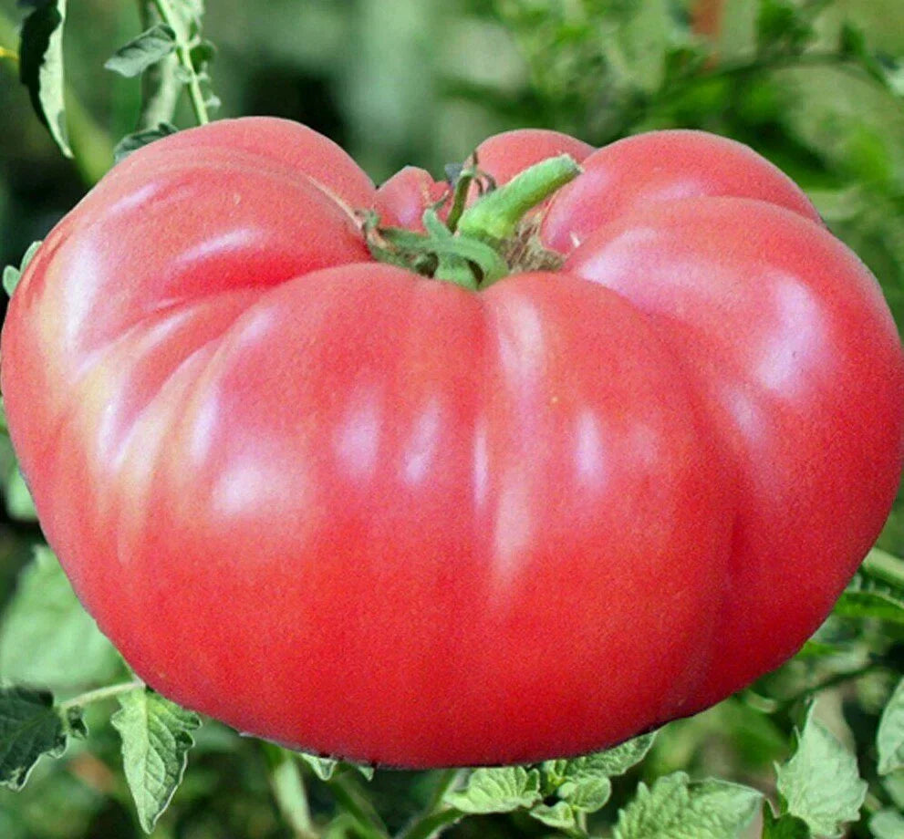 Pink Brandywine Tomato Seeds 50+ Count Indeterminate Heirloom Vegetable Seeds