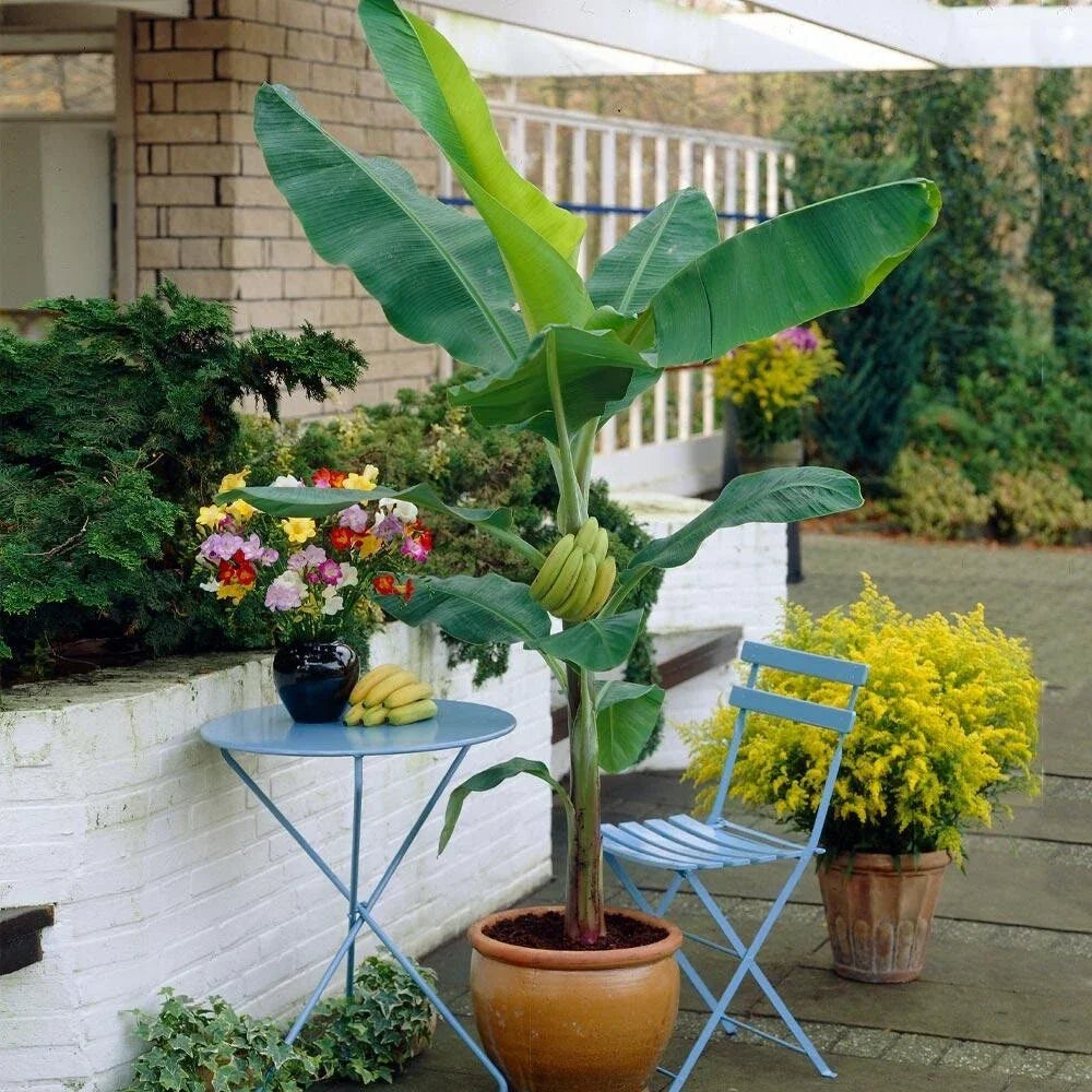 Organic Banana Plant Starter Gran Nain Variety - Live Musa Plant for Indoor & Outdoor Growing