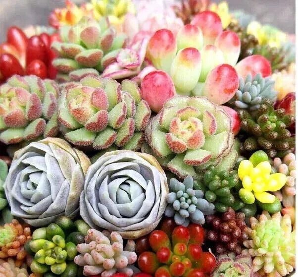 Mixed Succulent Plant Seeds 100pcs - Lithops Seeds for Indoor & Outdoor Gardening - Living Stones, Drought-Tolerant, Easy Care