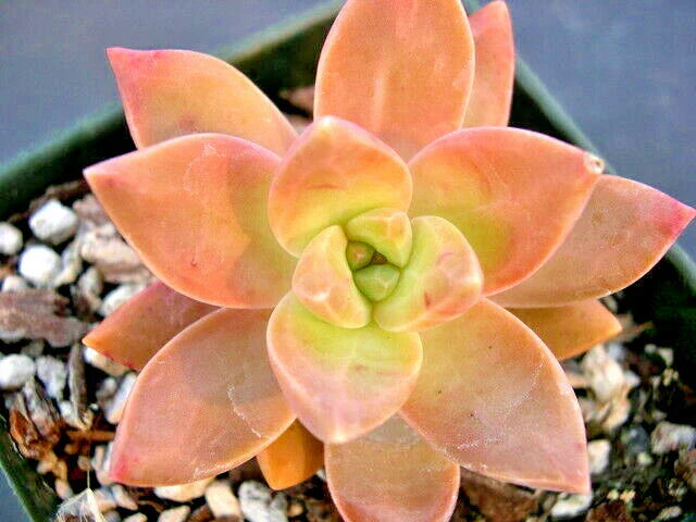 GraptoSedum California Sunset - 2" Diameter Rooted Succulent Plants