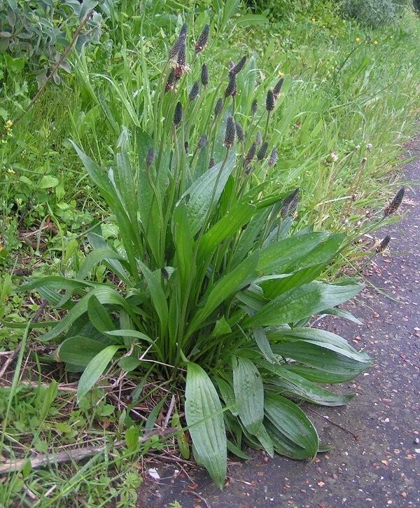 Organic Plantain Seeds 100 Pack | Medicinal Herb Plantago lanceolata for Home Gardening