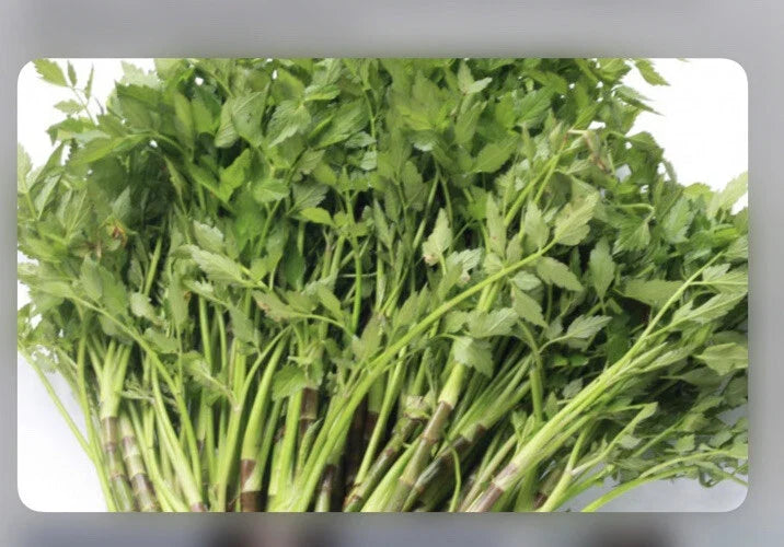 Water Dropwort Minari Bare Roots - Japanese Parsley Water Celery - Oenanthe javanica - Aquatic Herb for Water Gardens