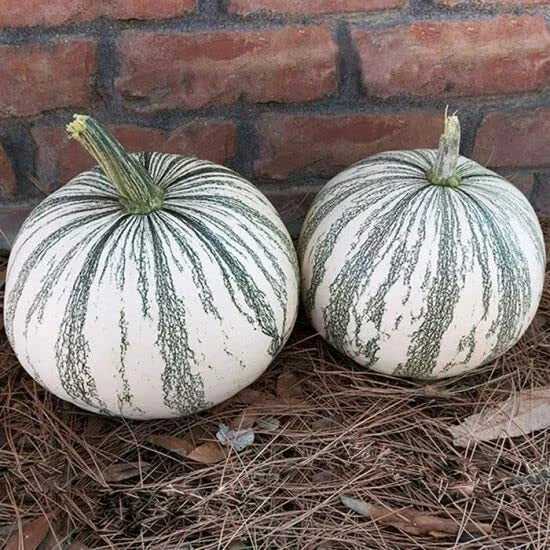 Silver Edge Pumpkin Seeds 10 Pack, Exotic Striped Squash, Cucurbita pepo, Easy to Grow Garden Seeds