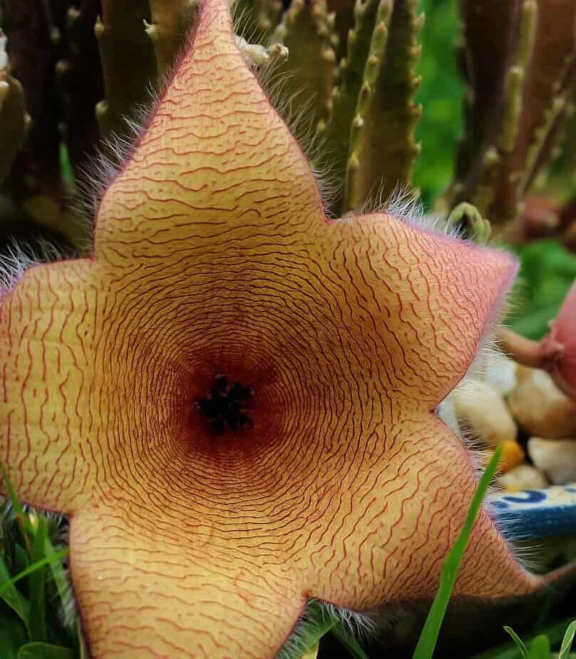 XLARGE Stapelia Gigantea Cutting - Lifesaver Plant with 6" Flower