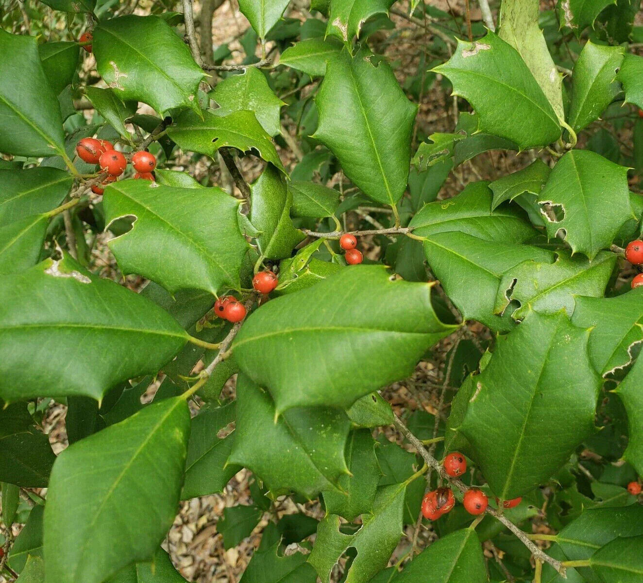 American Holly Seeds 15 Count | Ilex Opaca Evergreen Florida Native Tree
