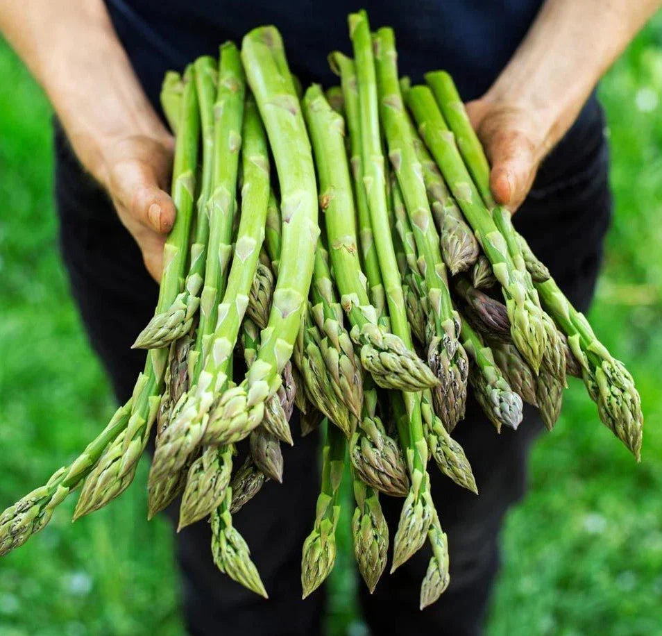 Asparagus Seeds Mary Washington - 100+ Non-GMO Heirloom Organic Seeds